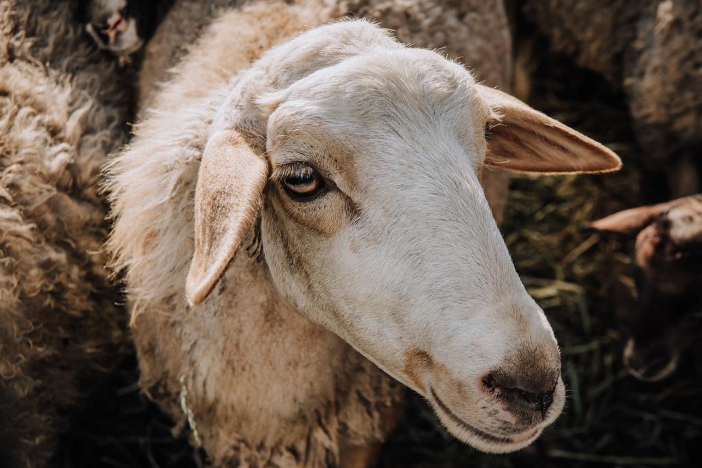 portrait d'adorables moutons bruns pâturant à la ferme
 - Photo, image