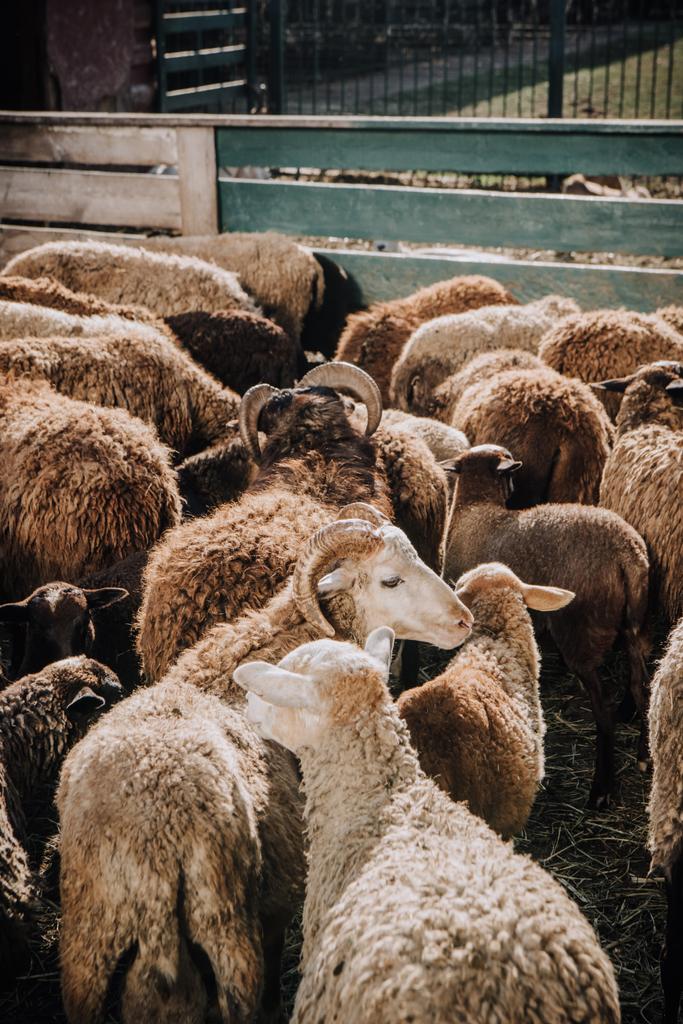 pohled z vysokého úhlu stáda rozkošné hnědé ovce pastvy v ohradě na farmě - Fotografie, Obrázek
