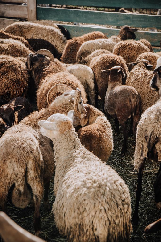 πίσω όψη της αγέλης των αξιολάτρευτο καφέ πρόβατα βόσκουν σε μαντρί στο αγρόκτημα - Φωτογραφία, εικόνα