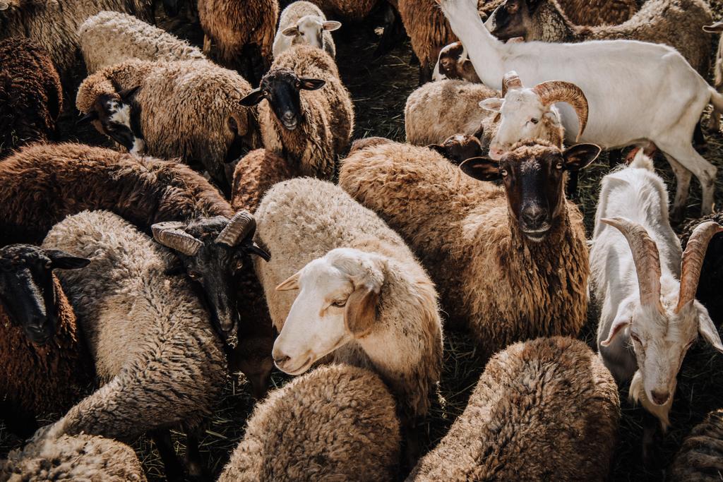 Selektywny fokus stada owiec i kóz wypas w corral w gospodarstwie - Zdjęcie, obraz