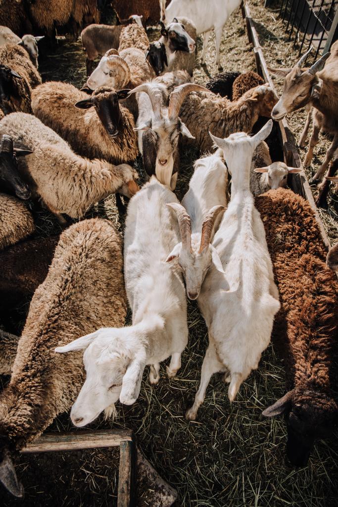 visão de alto ângulo do rebanho de ovinos e caprinos pastando em curral na fazenda
 - Foto, Imagem