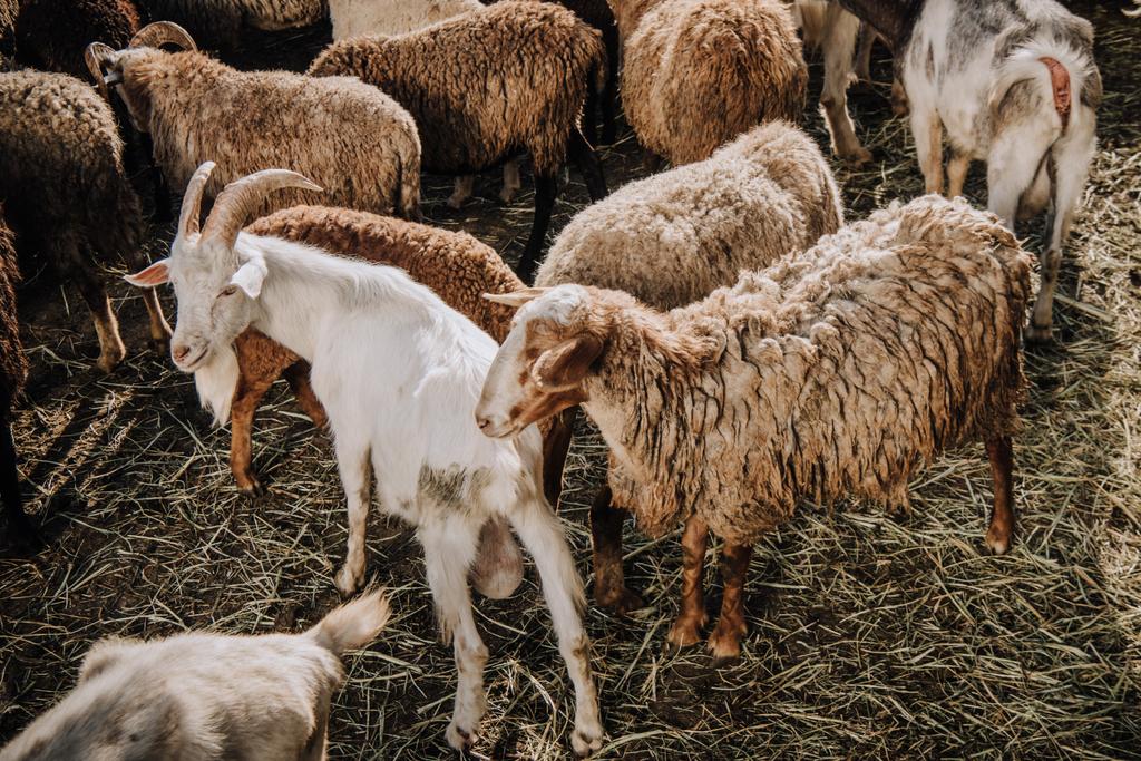 chèvre et troupeau de moutons paissant dans le corral à la ferme
 - Photo, image