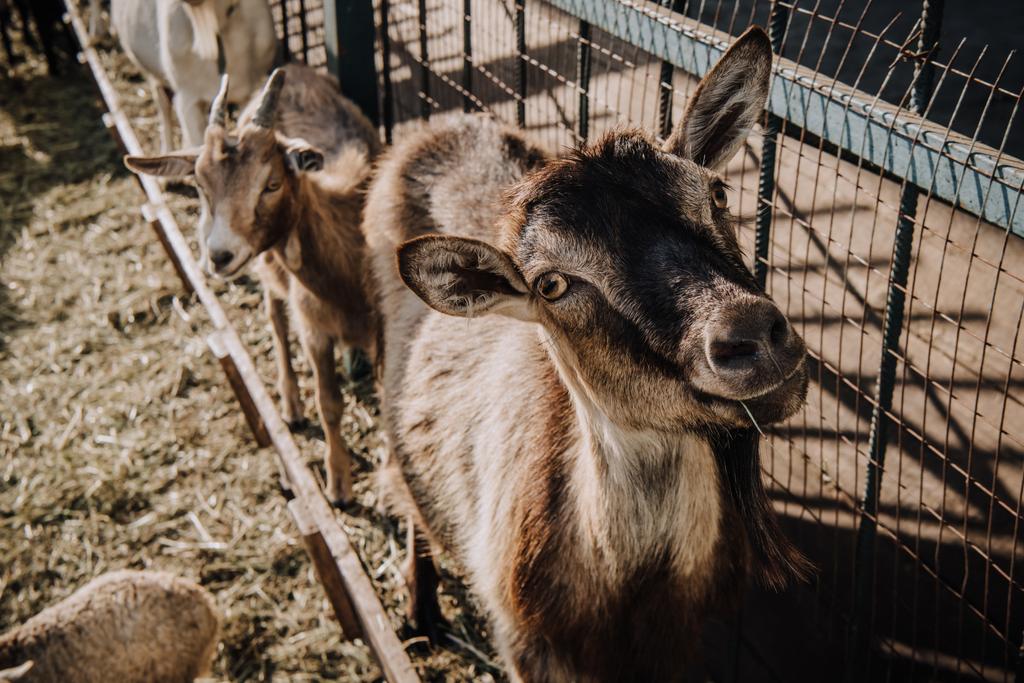 Close-up van geiten die permanent in de buurt van metalen hek in corral op boerderij - Foto, afbeelding
