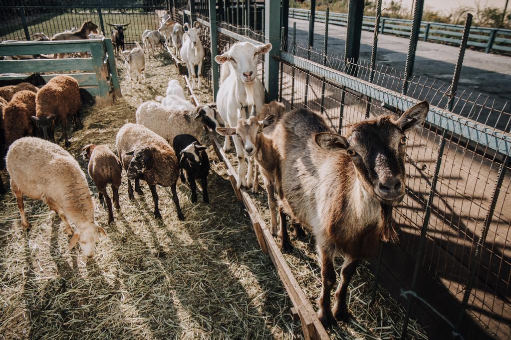 manada de ovejas y cabras de pie cerca de la valla en corral en la granja
 - Foto, imagen