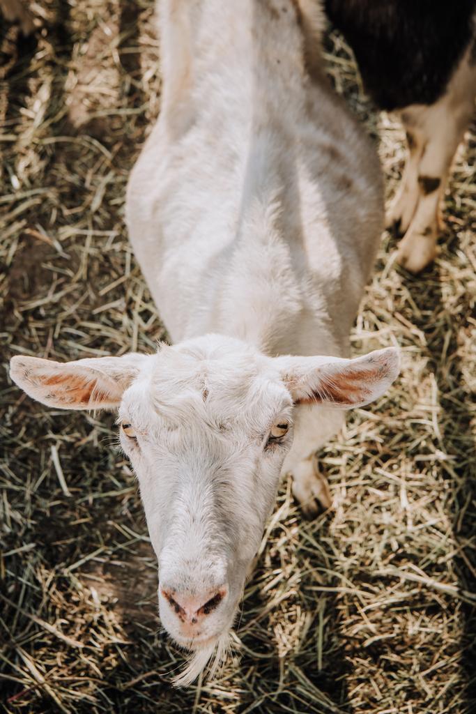 высокий угол обзора выпаса белой козы на ферме
 - Фото, изображение