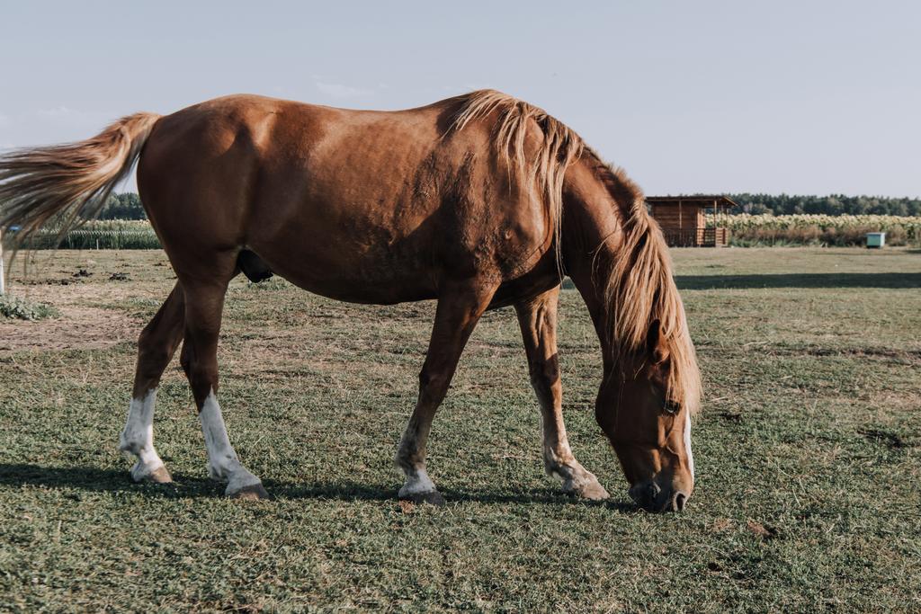 gyönyörű barna ló vidéken réten legelésző - Fotó, kép
