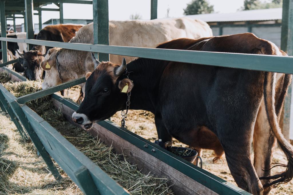 vacas bonitas domésticas que comem na tenda na fazenda
  - Foto, Imagem