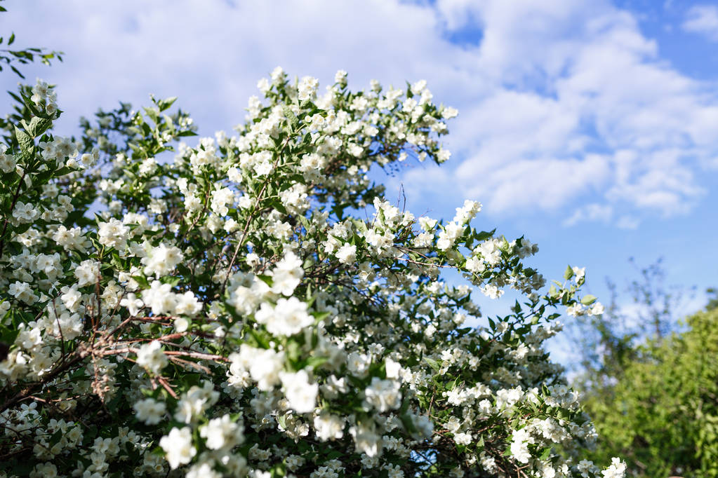 Квітуча яблуня на фоні блакитного неба
 - Фото, зображення