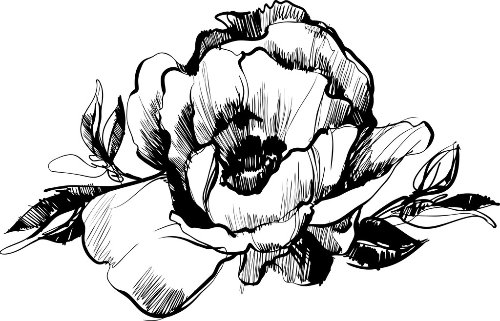 sketch of bud of flower of peony - Vector, Image