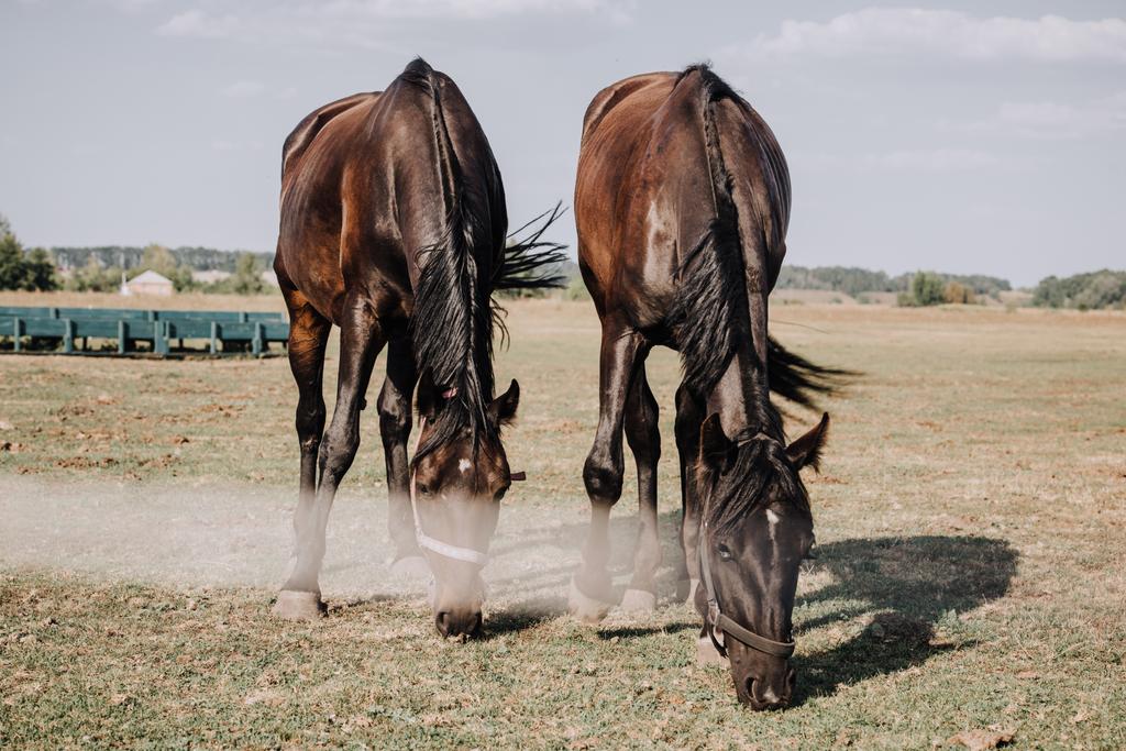 όμορφα μαύρα άλογα που βόσκουν σε πεδίο στην εξοχή  - Φωτογραφία, εικόνα