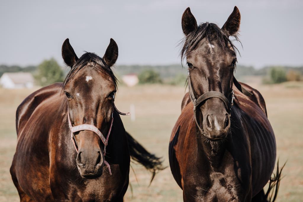 田舎のフィールド放牧美しい黒い馬の肖像  - 写真・画像