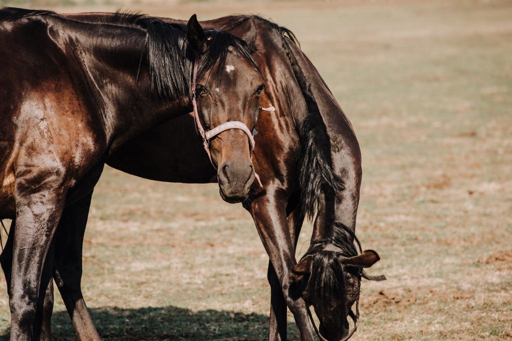 美しい黒い馬の田舎の場に放牧  - 写真・画像
