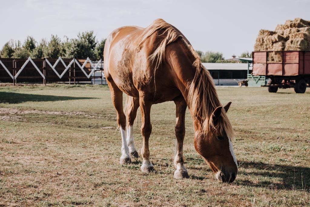 piękny koń brązowy pasące się na łące w gospodarstwie - Zdjęcie, obraz