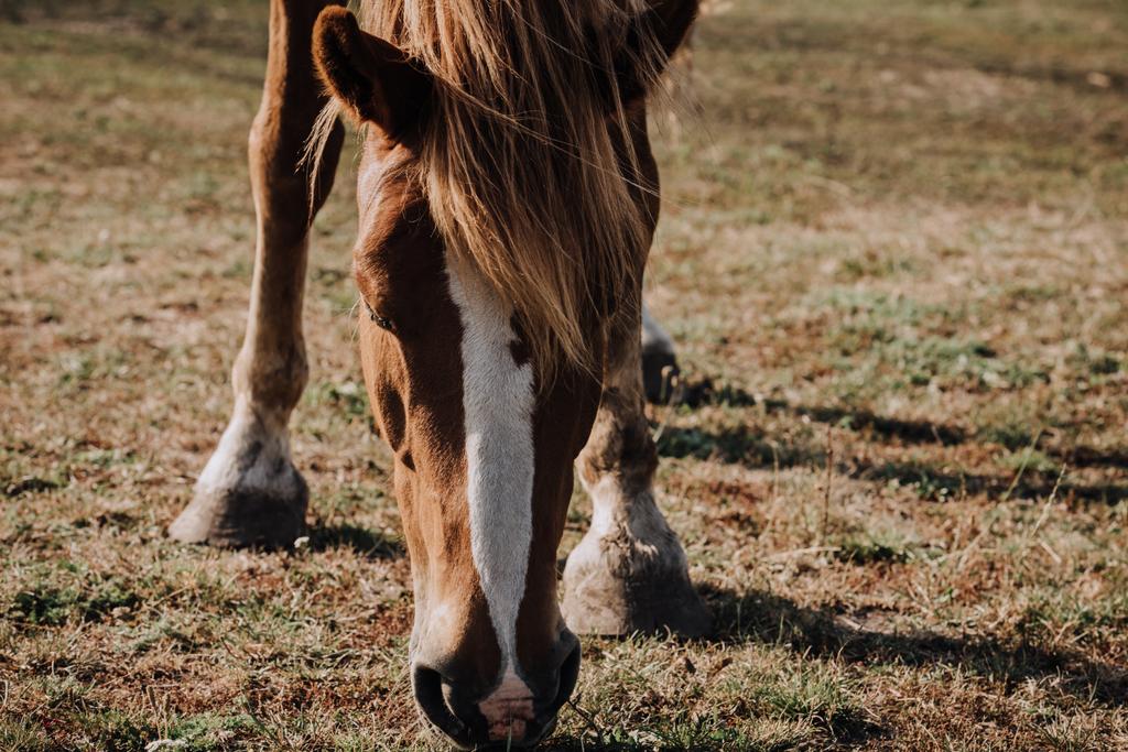 Nahaufnahme des schönen braunen Pferdes, das auf der Weide im Grünen weidet - Foto, Bild