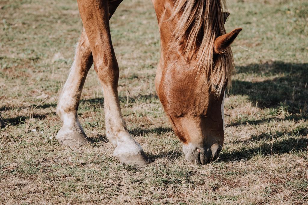 vista de perto do belo cavalo marrom pastando no prado no campo
 - Foto, Imagem