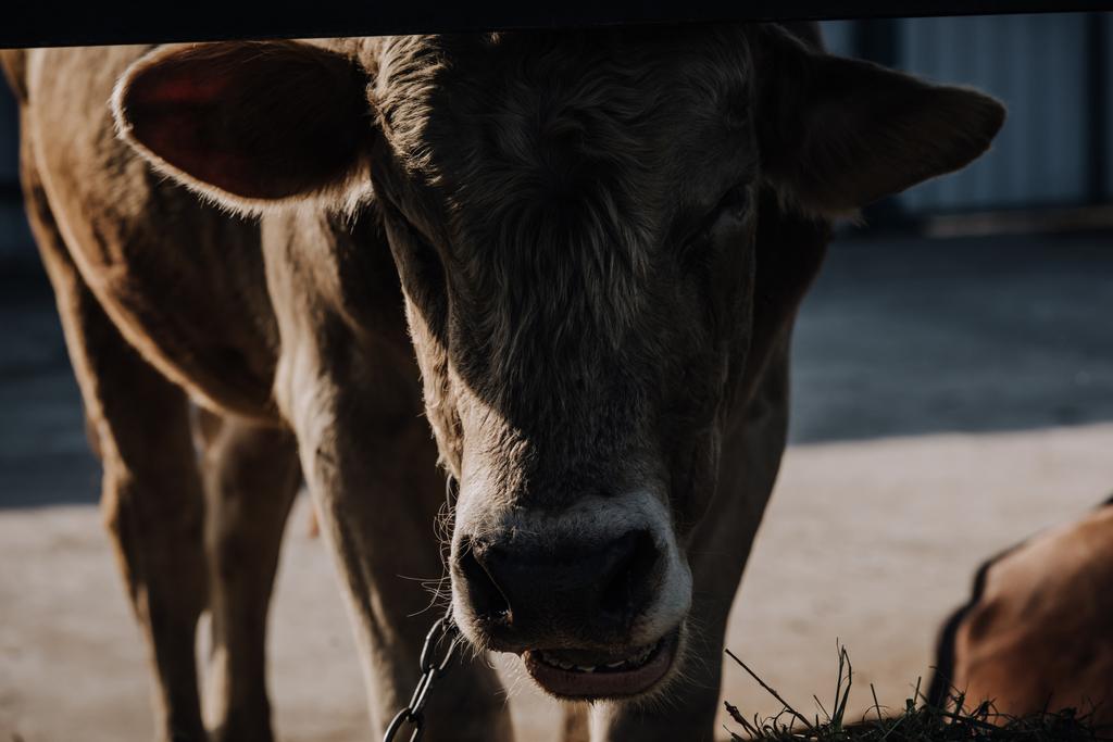 vue rapprochée du veau domestique debout en stalle à la ferme
  - Photo, image