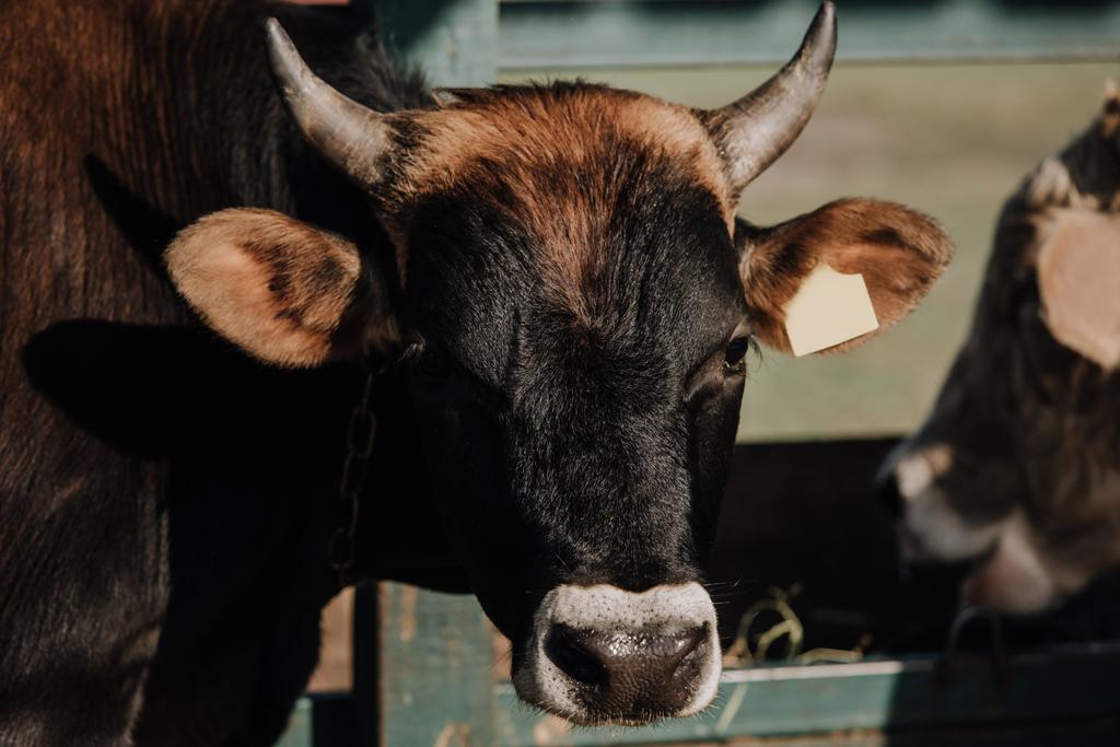 kuva karsinassa seisovasta kotieläimenä pidetystä lehmästä tilalla
 - Valokuva, kuva