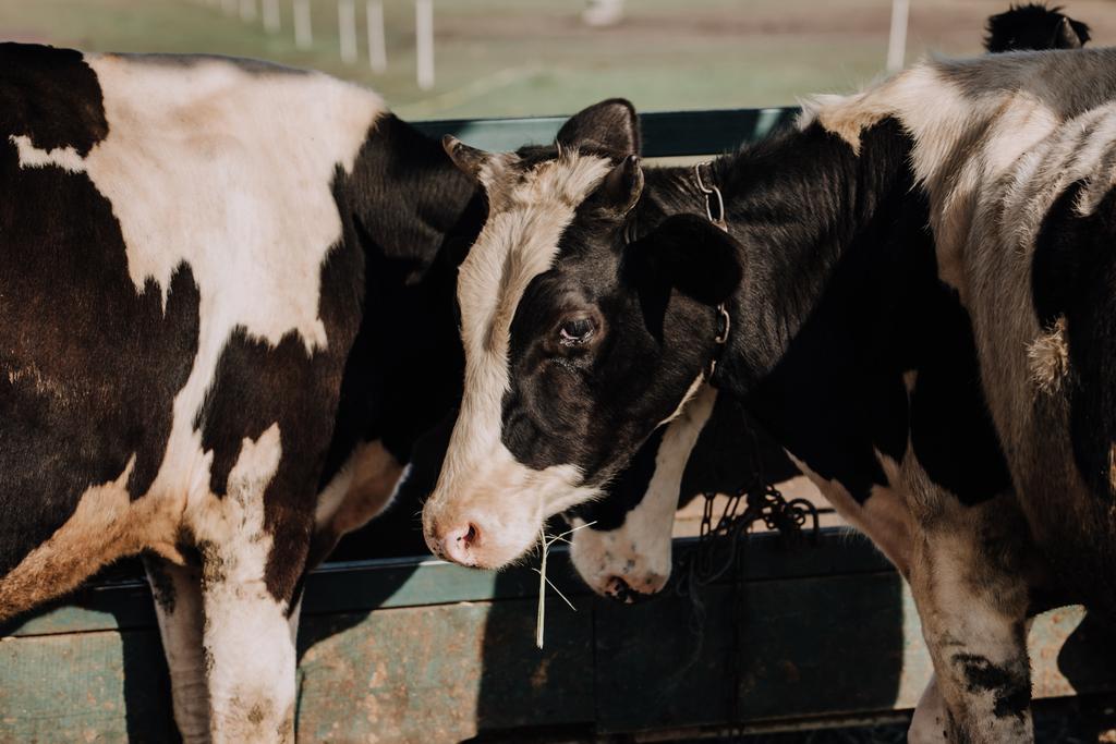 domestic beautiful cows standing in stall at farm - Photo, Image