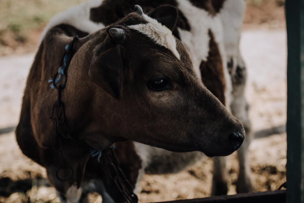 petit veau adorable debout dans le stalle à la ferme
  - Photo, image