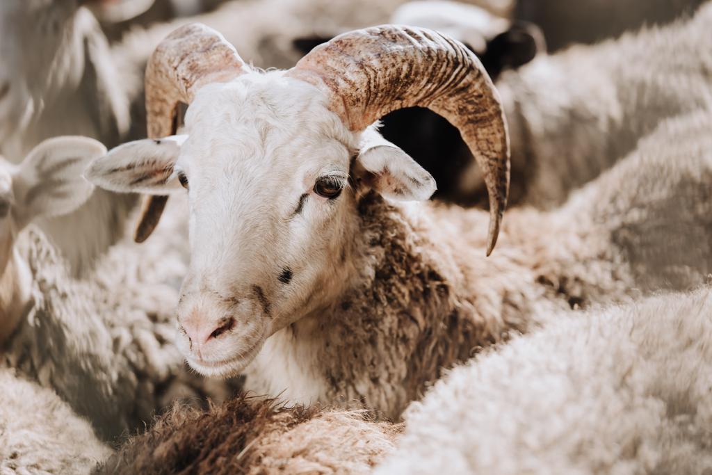 Portret van schapen grazen met kudde in corral op boerderij - Foto, afbeelding