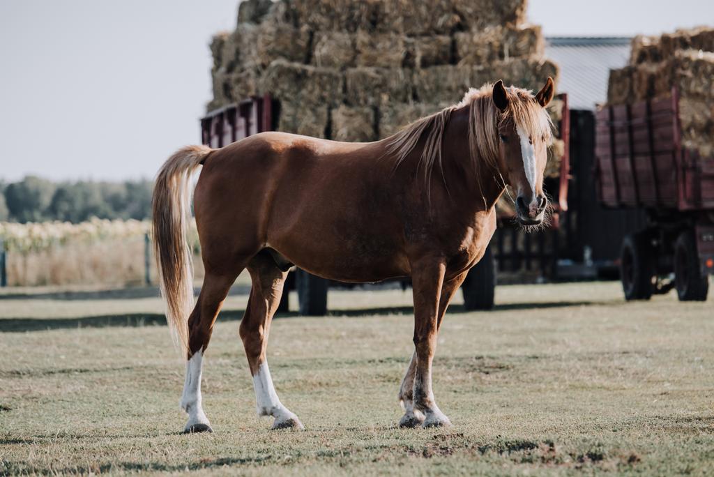 beau cheval brun pâturage sur prairie avec foin stocké derrière à la ferme
 - Photo, image