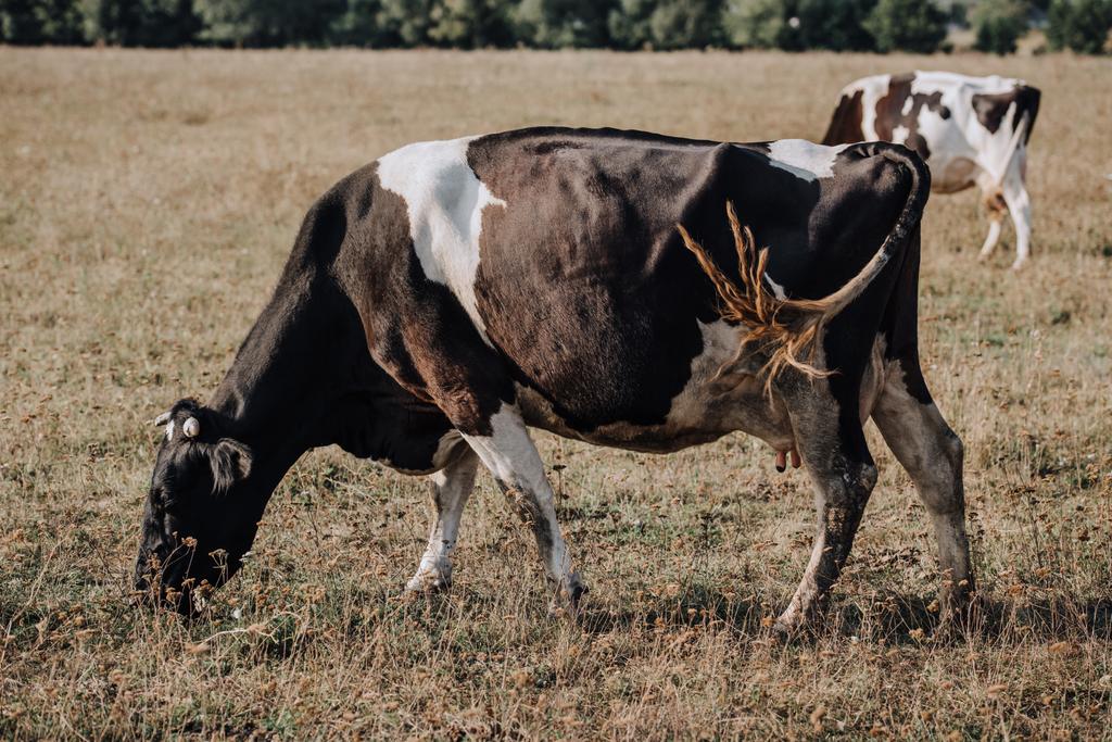 scena z krajowych krowy pasące się na łące w okolicy  - Zdjęcie, obraz