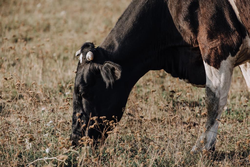 国内の美しい牛放牧の田園地帯でフィールド上のクローズ アップ表示  - 写真・画像