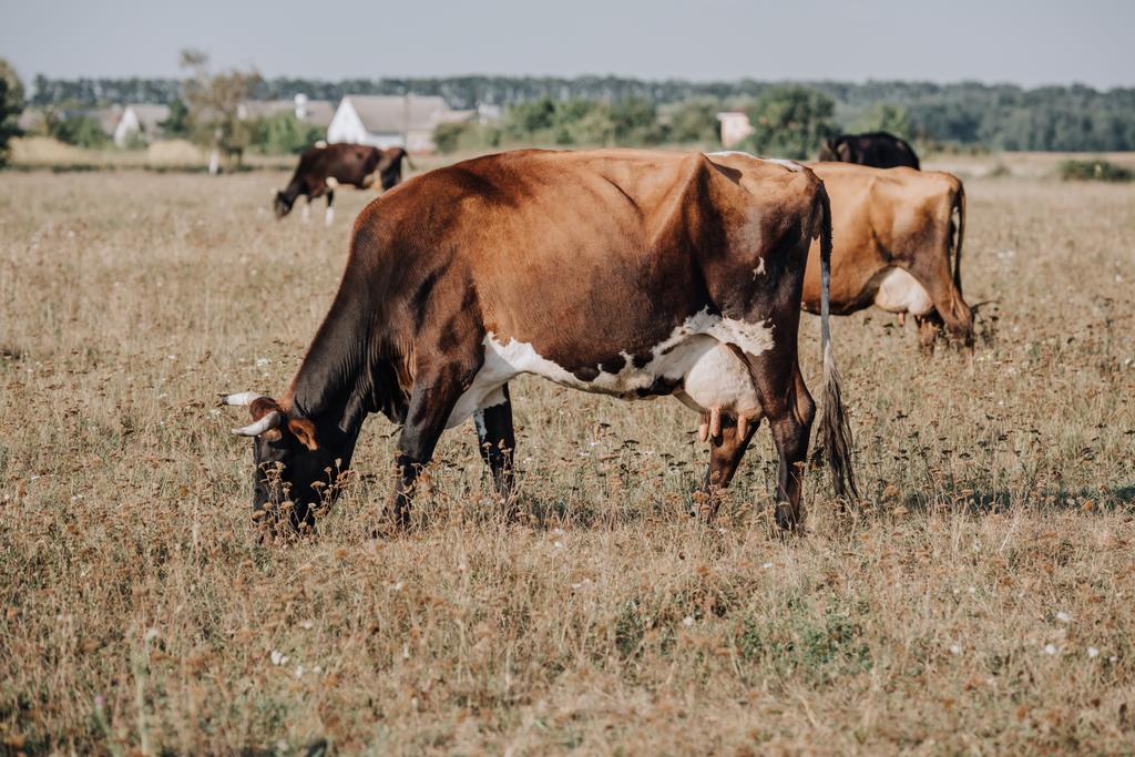αγροτική σκηνή με εγχώρια αγελάδες που βόσκουν στο Λιβάδι στην εξοχή  - Φωτογραφία, εικόνα