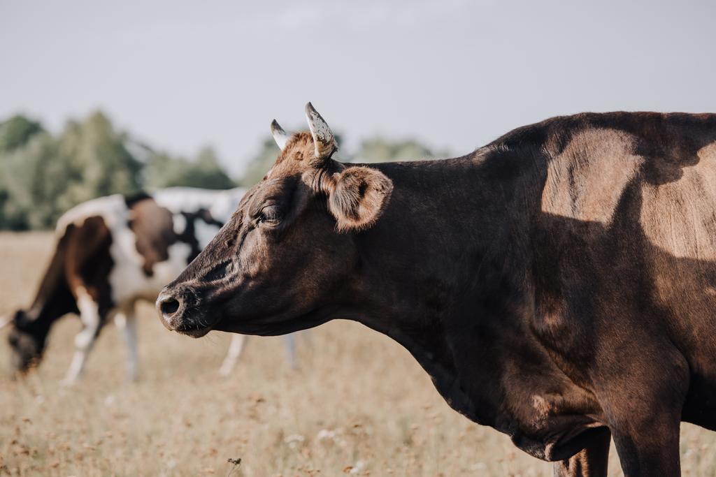 vista de cerca de vaca negra pastando en el prado en el campo
  - Foto, imagen