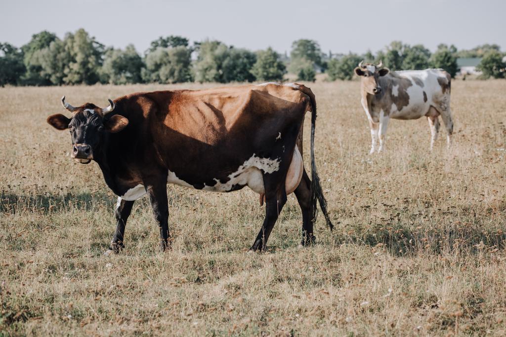 escena rural con vacas domésticas pastando en el prado en el campo
  - Foto, Imagen