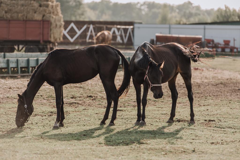 сельская сцена с красивыми черными лошадьми пасущимися на поле на ферме
  - Фото, изображение