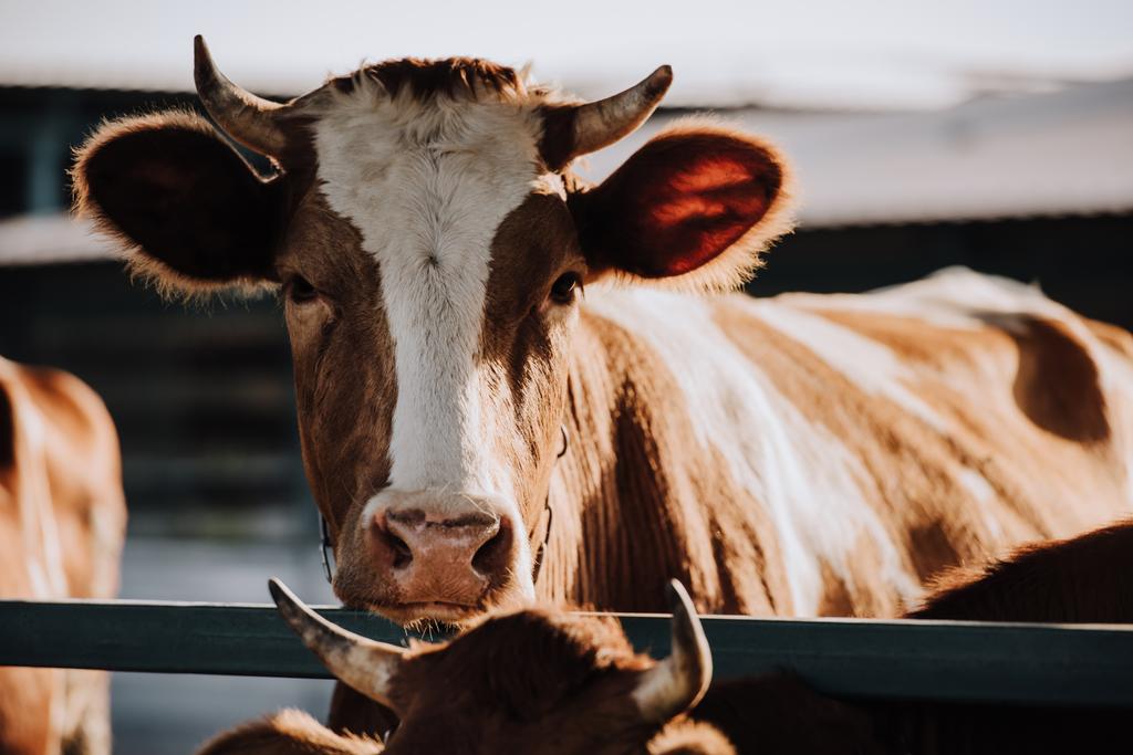 Portret van bruin binnenlandse koe staande in stal op boerderij - Foto, afbeelding