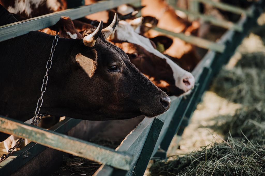 όμορφο καφέ εγχώριων αγελάδων στέκεται στο στάβλο στο αγρόκτημα - Φωτογραφία, εικόνα