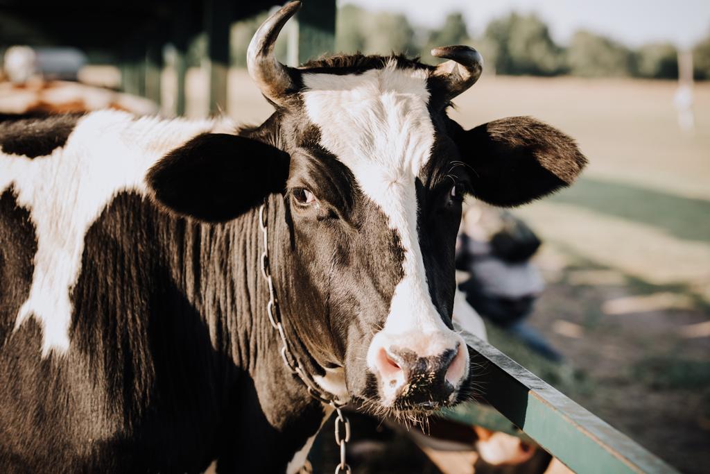 retrato de hermosa vaca doméstica de pie en el establo de la granja
  - Foto, Imagen