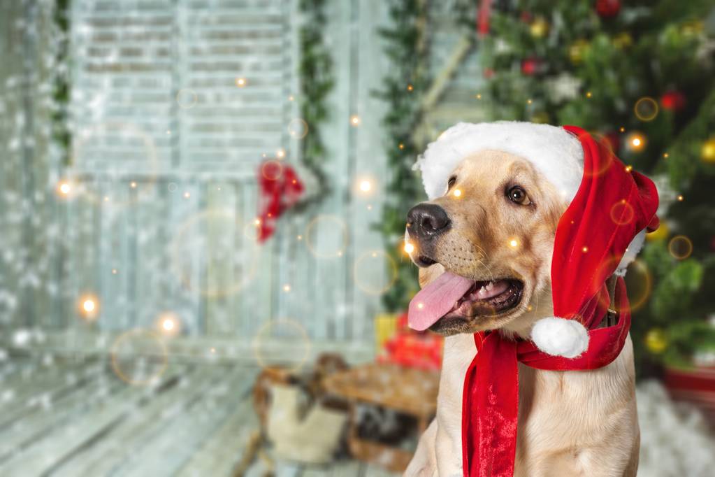 sevimli köpek giyen Noel Baba şapkası  - Fotoğraf, Görsel
