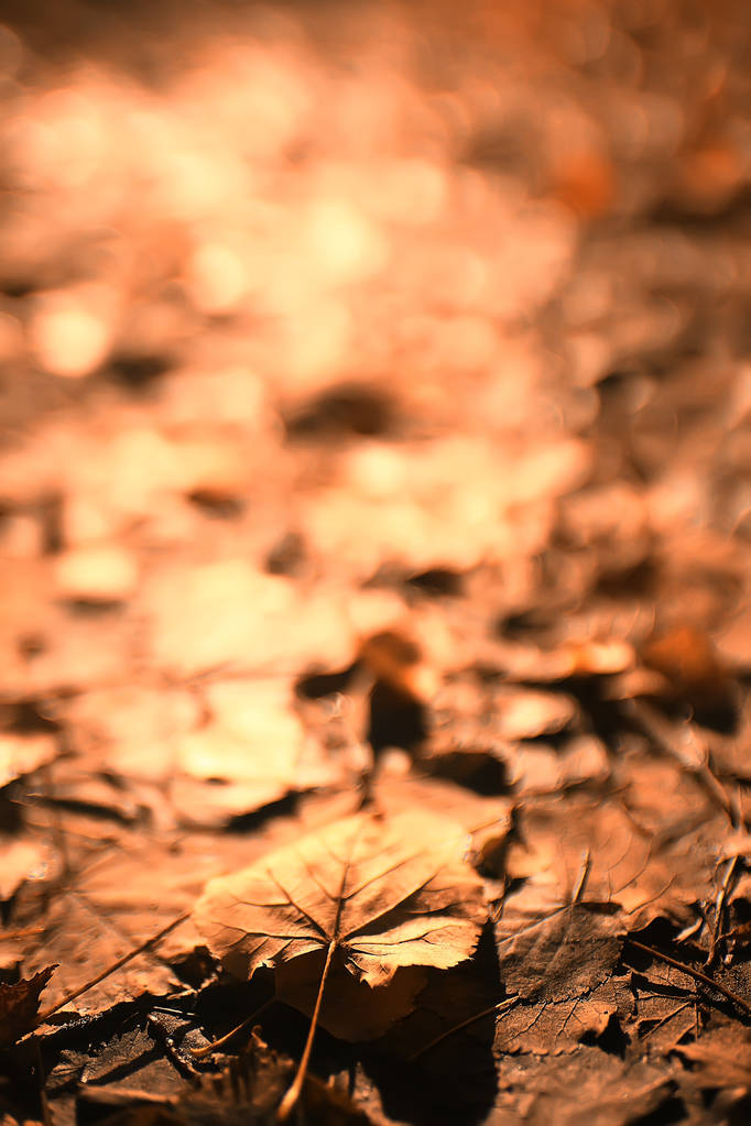 Φθινοπωρινό φόντο με κίτρινα φύλλα πεσμένα από ένα δέντρο - Φωτογραφία, εικόνα