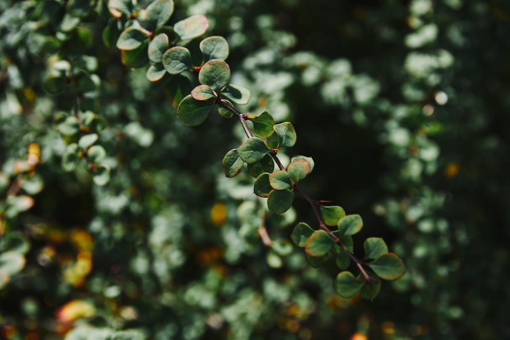 lähikuva vihreät lehdet oksia hämärtynyt tausta
 - Valokuva, kuva