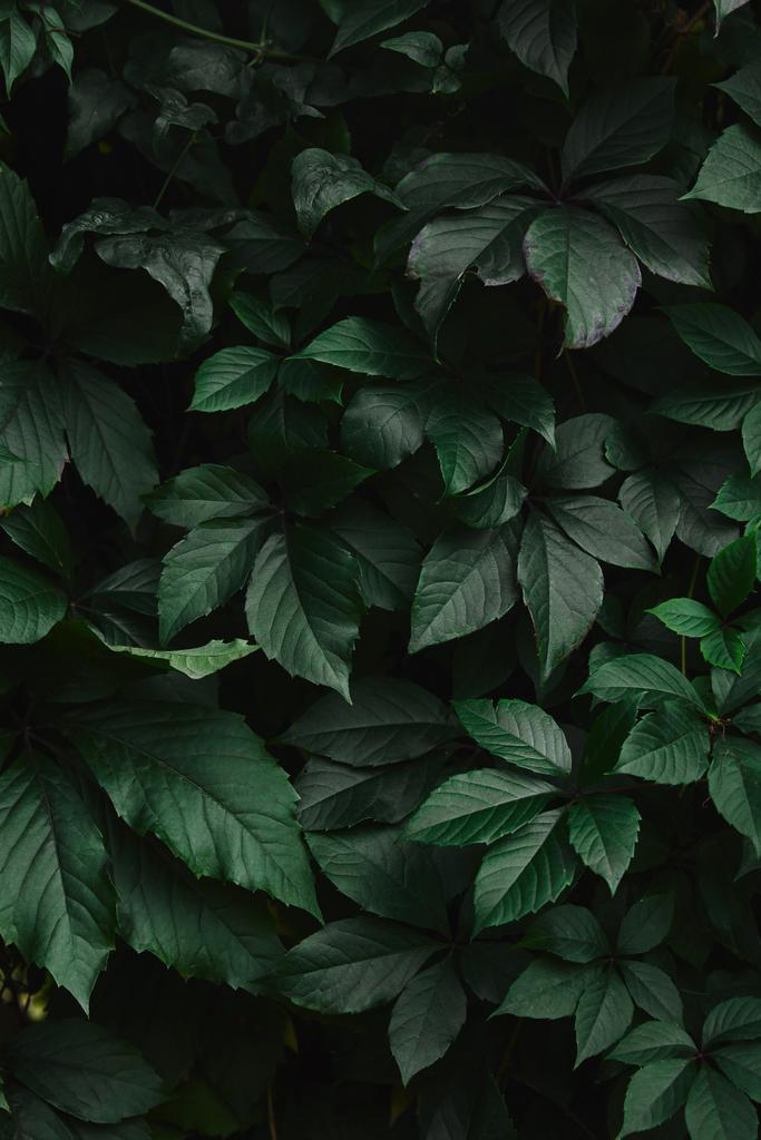 закрыть зеленые листья дикой лозы в саду
 - Фото, изображение