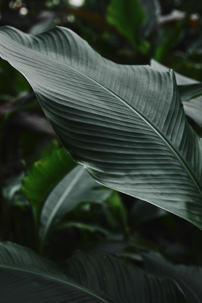 κοντινό πλάνο της όμορφο σκούρο πράσινο φύλλα στον κήπο - Φωτογραφία, εικόνα