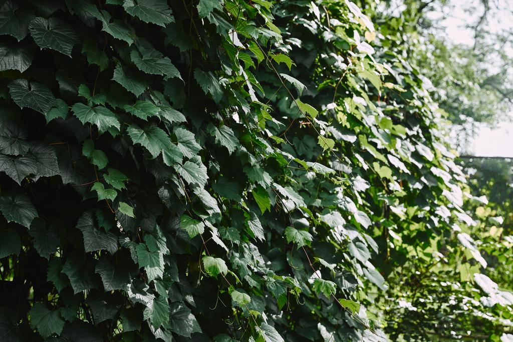 зеленые листья плюща на заборе в саду
 - Фото, изображение