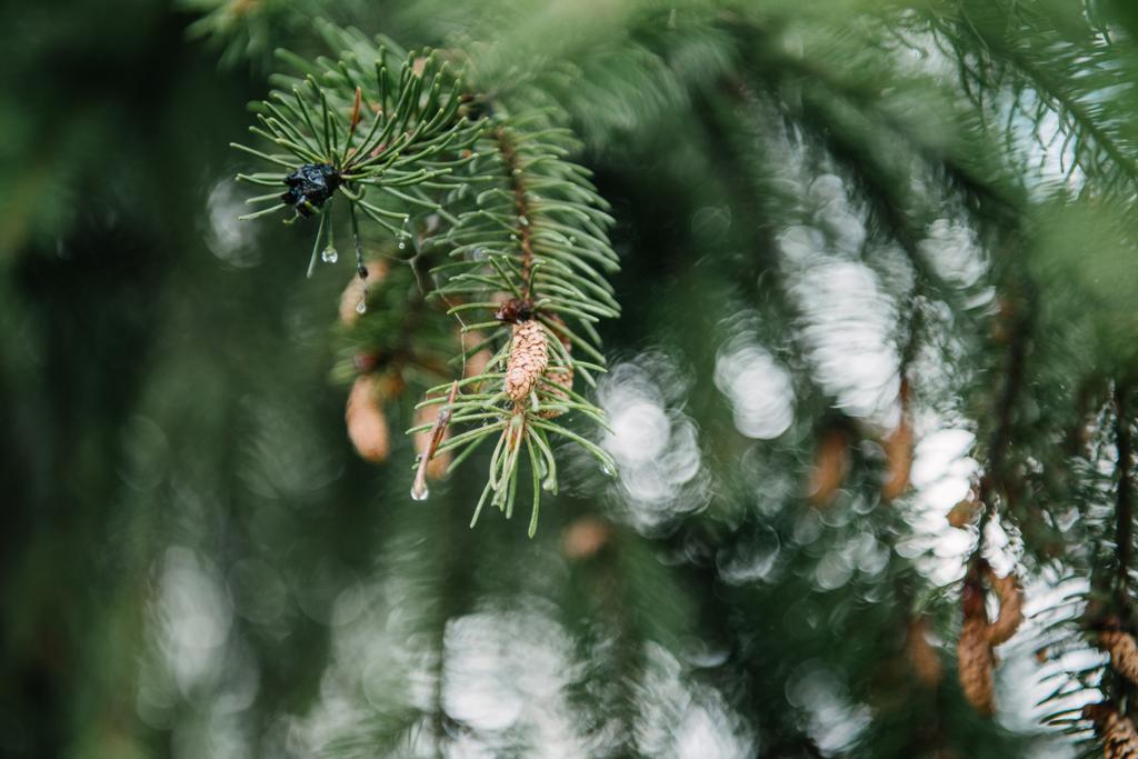 Close-up tiro de belos ramos de abeto verde com cones em crescimento - Foto, Imagem
