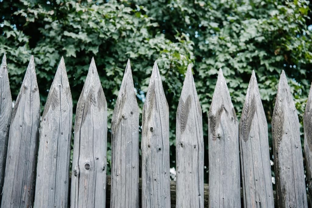 groene bladeren achter houten scherp hek - Foto, afbeelding
