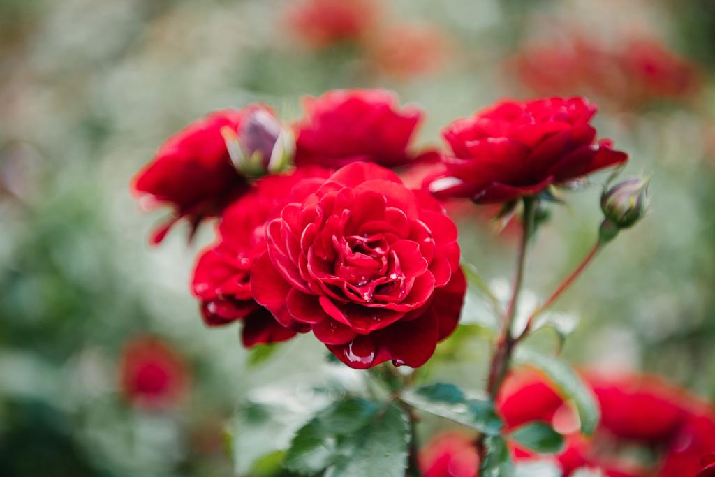 крупним планом знімок свіжих квітучих червоних троянд
 - Фото, зображення