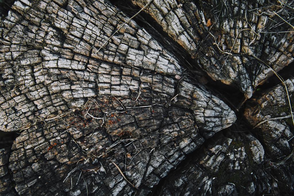 Park grungy eski kurutulmuş güdük üstten görünüm - Fotoğraf, Görsel