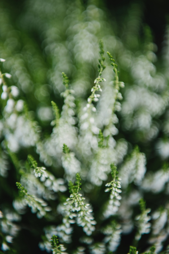 close-up shot of beautiful white field flowers - Photo, Image