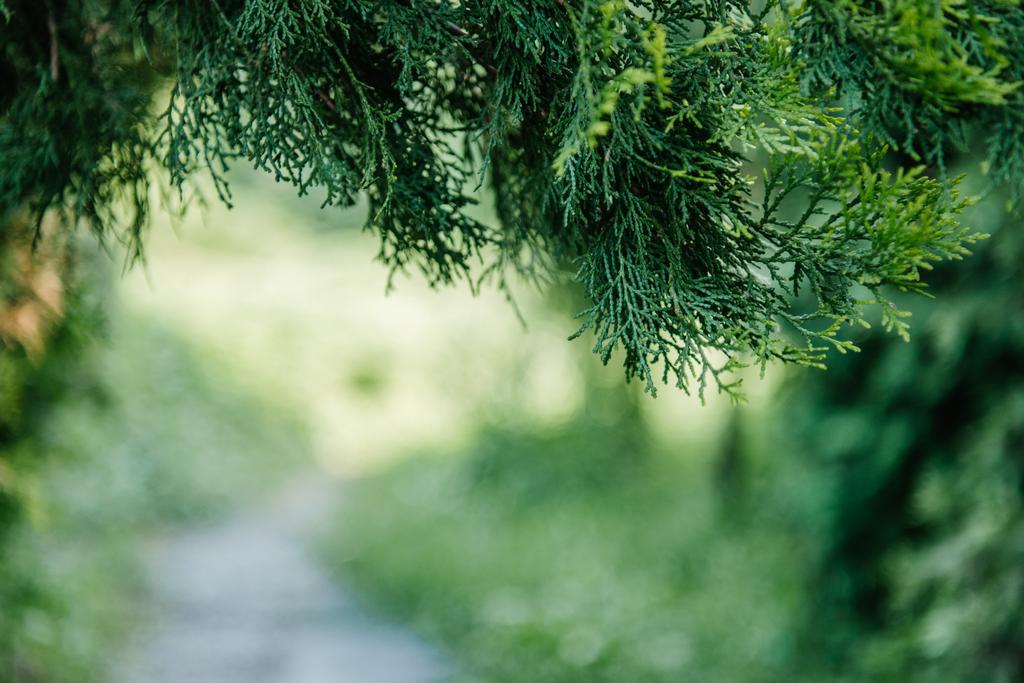 Detailní záběr smrkových větví s rozmazané pozadí přírodní - Fotografie, Obrázek