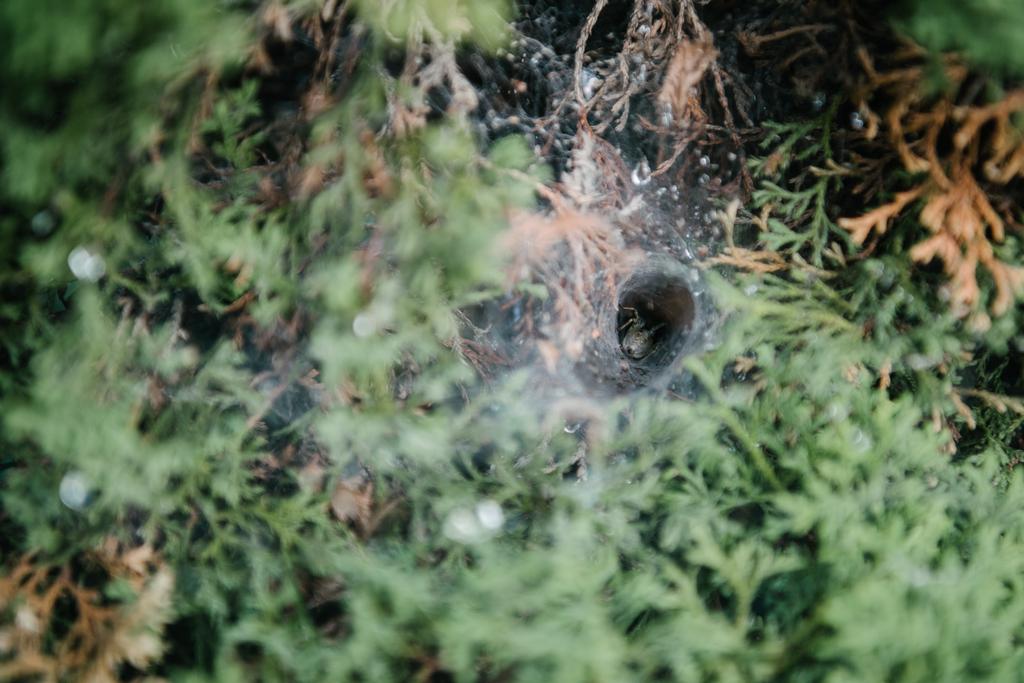крупным планом паучье гнездо в еловых ветвях
 - Фото, изображение