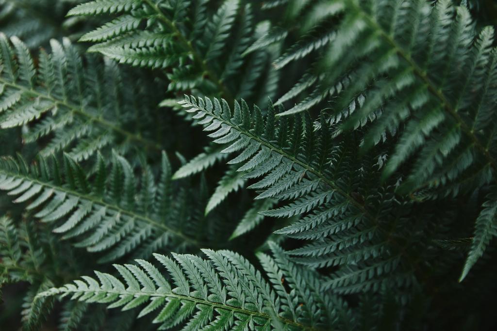 close up of beautiful dark green ferns leaves in garden - Photo, Image