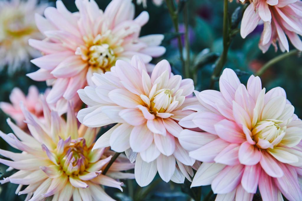 красиві білі і фіолетові золоті ромашкові квіти в саду
 - Фото, зображення