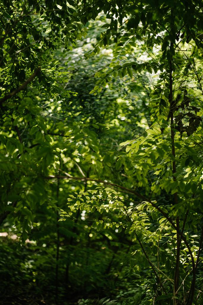 различные ветви деревьев в лесу с солнечными лучами, проходящими через
 - Фото, изображение
